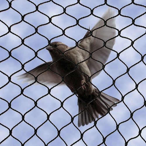 Best And Fast Bird Netting Service in Jaipur